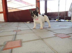 Francouzský buldoček s PP.