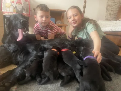 Flat coated retrívr - štěňata s PP