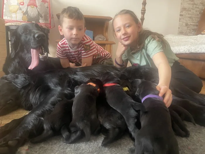 Flat coated retrívr - štěňata s PP