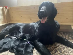 Flat coated retrívr - štěňata s PP