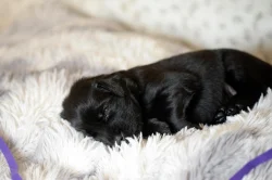 Flat coated retrívr - štěňata s PP