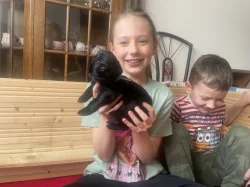 Flat coated retrívr - štěňata s PP