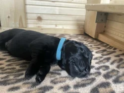 Flat coated retrívr - štěňata s PP