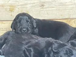Flat coated retrívr - štěňata s PP