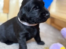 Flat coated retrívr - štěňata s PP