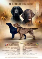 Flat coated retrívr - štěňata s PP