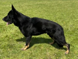 Německý ovčák s PP