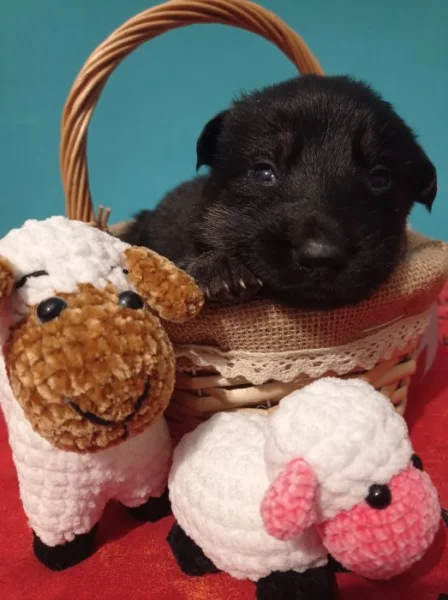 Německý ovčák s PP