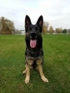 Německý ovčák s PP