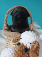 Německý ovčák s PP