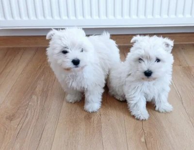 West highland White Terier