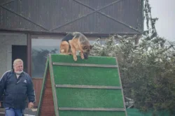 Supr štěńata něm.ovčáka