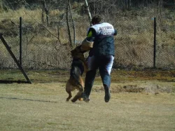 Supr štěńata něm.ovčáka