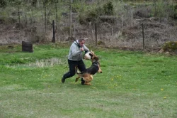 Supr štěńata něm.ovčáka