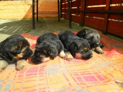 Supr štěńata něm.ovčáka