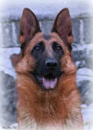 Supr štěńata něm.ovčáka