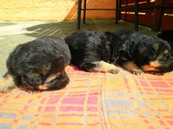 Supr štěńata něm.ovčáka