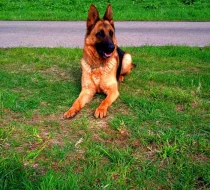 Supr štěńata něm.ovčáka