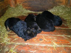 Supr štěńata něm.ovčáka