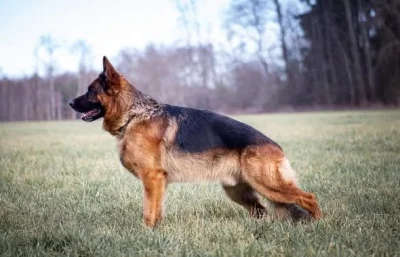 Supr štěńata něm.ovčáka