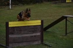 Supr štěńata něm.ovčáka