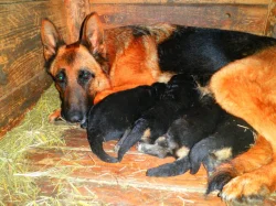 Supr štěńata něm.ovčáka