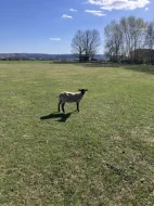 Prodám ovce na chov