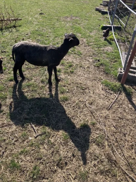 Prodám ovce na chov