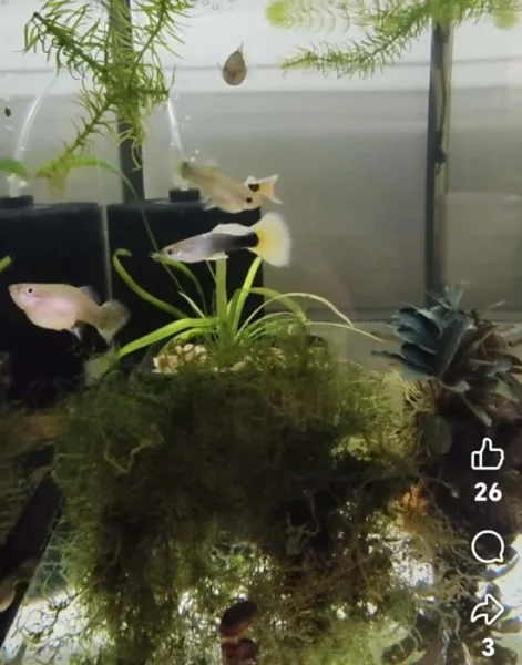 paví oka a endlerky čisté linie