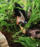 paví oka a endlerky čisté linie