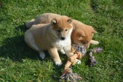 Shiba inu s průkazem původu
