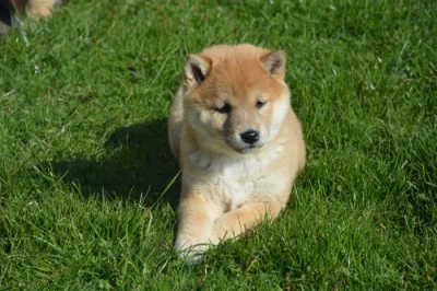 Shiba inu s průkazem původu