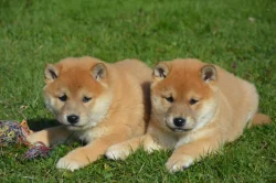 Shiba inu s průkazem původu