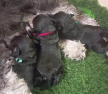 Knírač malý černostříbřitý