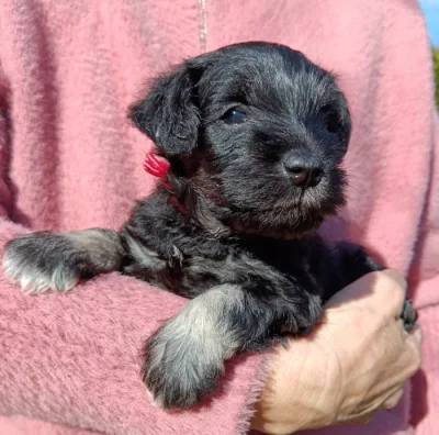 Knírač malý černostříbřitý