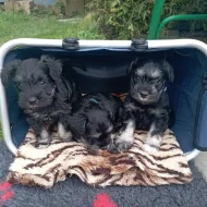 Knírač malý černostříbřitý