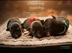 Knírač malý černostříbřitý