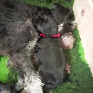 Knírač malý černostříbřitý