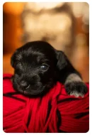 Knírač malý černostříbřitý