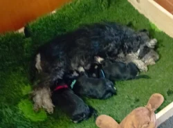 Knírač malý černostříbřitý