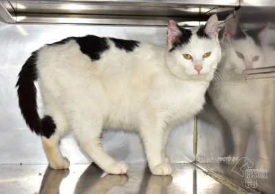 Darujeme nalezeného kocoura