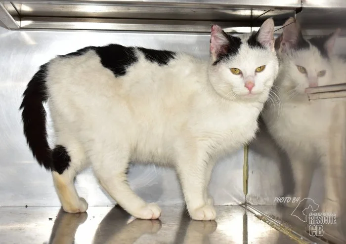 Darujeme nalezeného kocoura