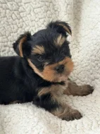 Krásné štěňátko jorkšírského teriéra