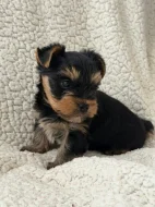 Krásné štěňátko jorkšírského teriéra