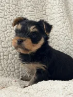 Krásné štěňátko jorkšírského teriéra