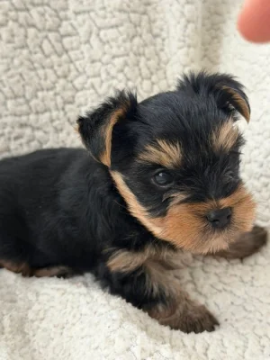 Krásné štěňátko jorkšírského teriéra