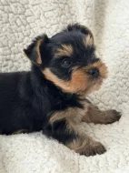 Krásné štěňátko jorkšírského teriéra