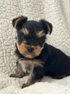 Krásné štěňátko jorkšírského teriéra