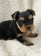 Krásné štěňátko jorkšírského teriéra