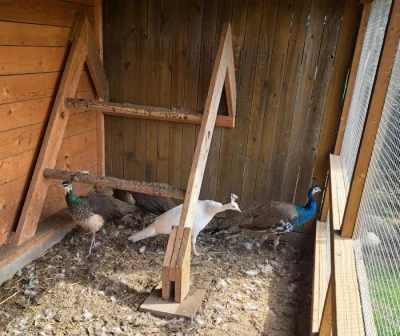 Páv a pávice korunkaté